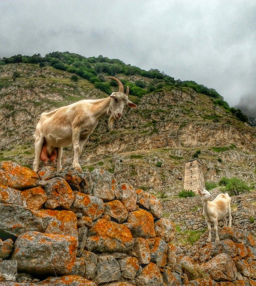 Ваша мать пришла...