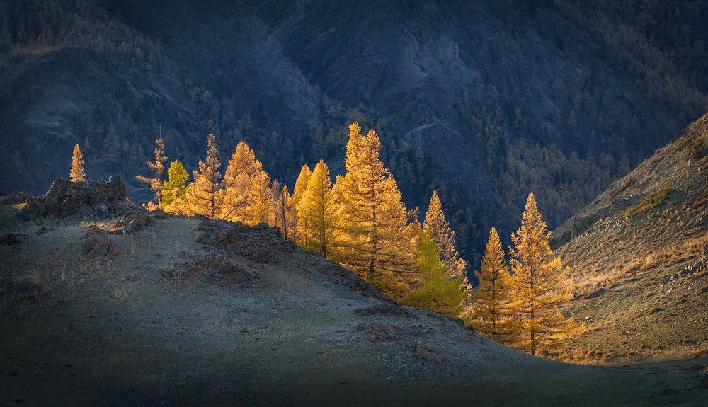 Золото Алтая...