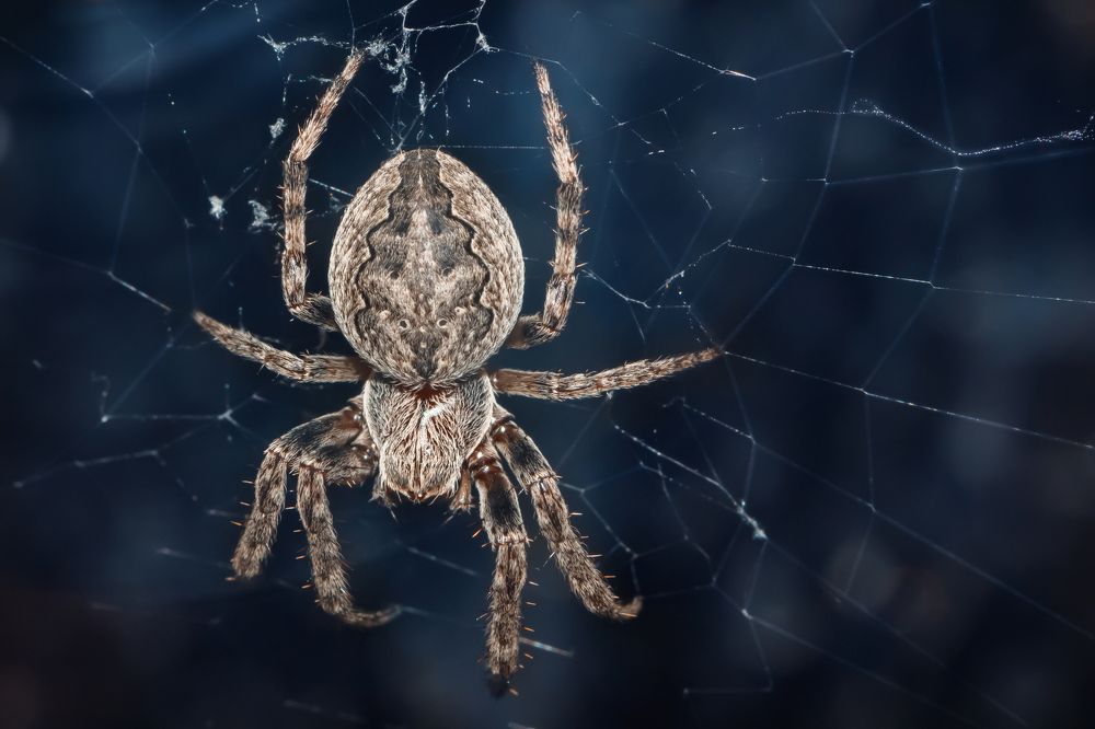 Грозный хищник