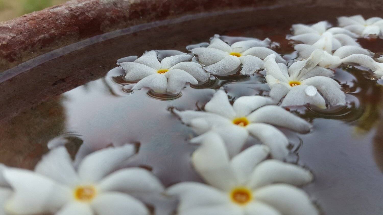 Water drop on petal