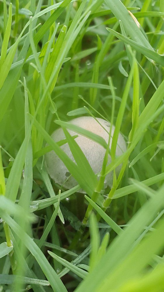 Mushroom