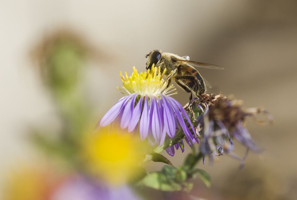 Расплескала Осень краски...