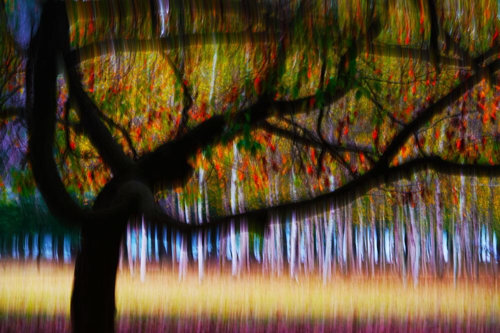 Chorus of birch 2016