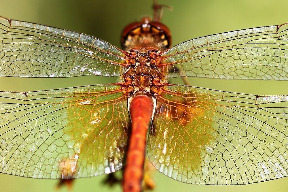 Сложные механизмы...