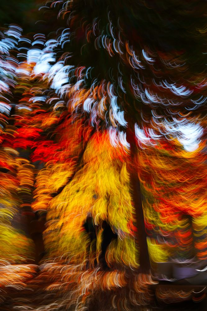 Pleasure of Love 2016