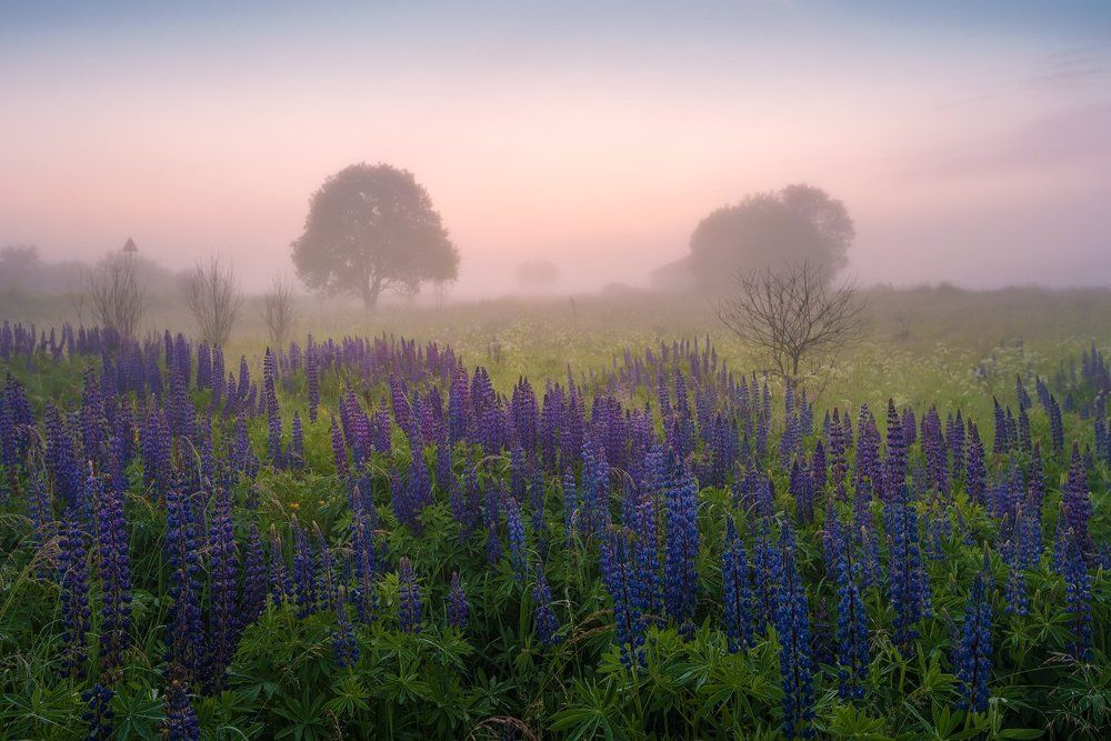Летнее утро в Российской глубинке...