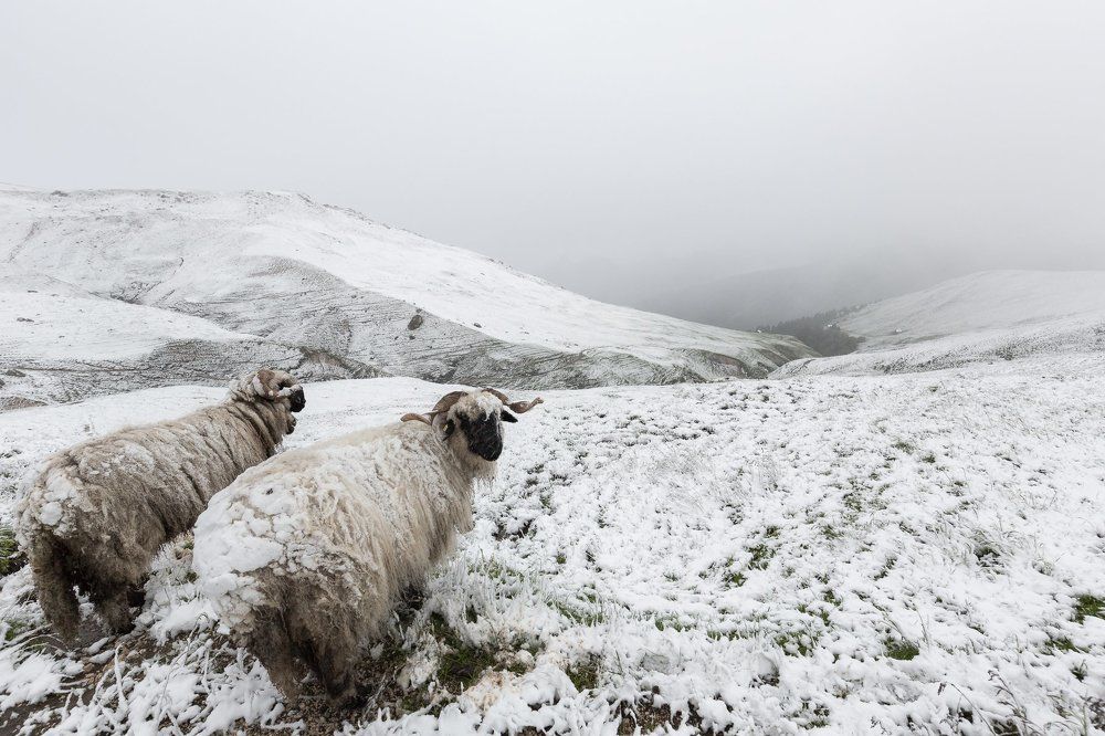 Снег в июле