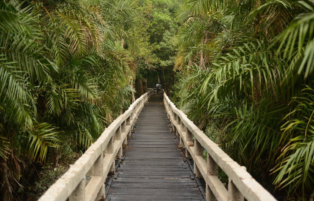 Wooden bridge