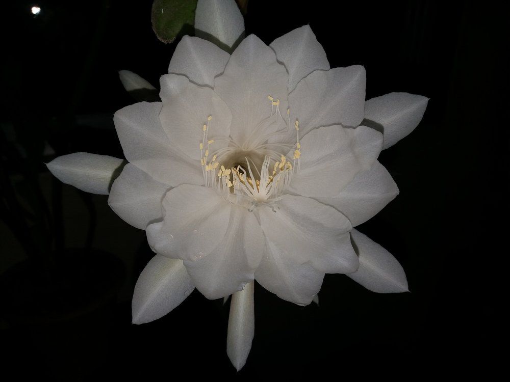 Brahma kamal