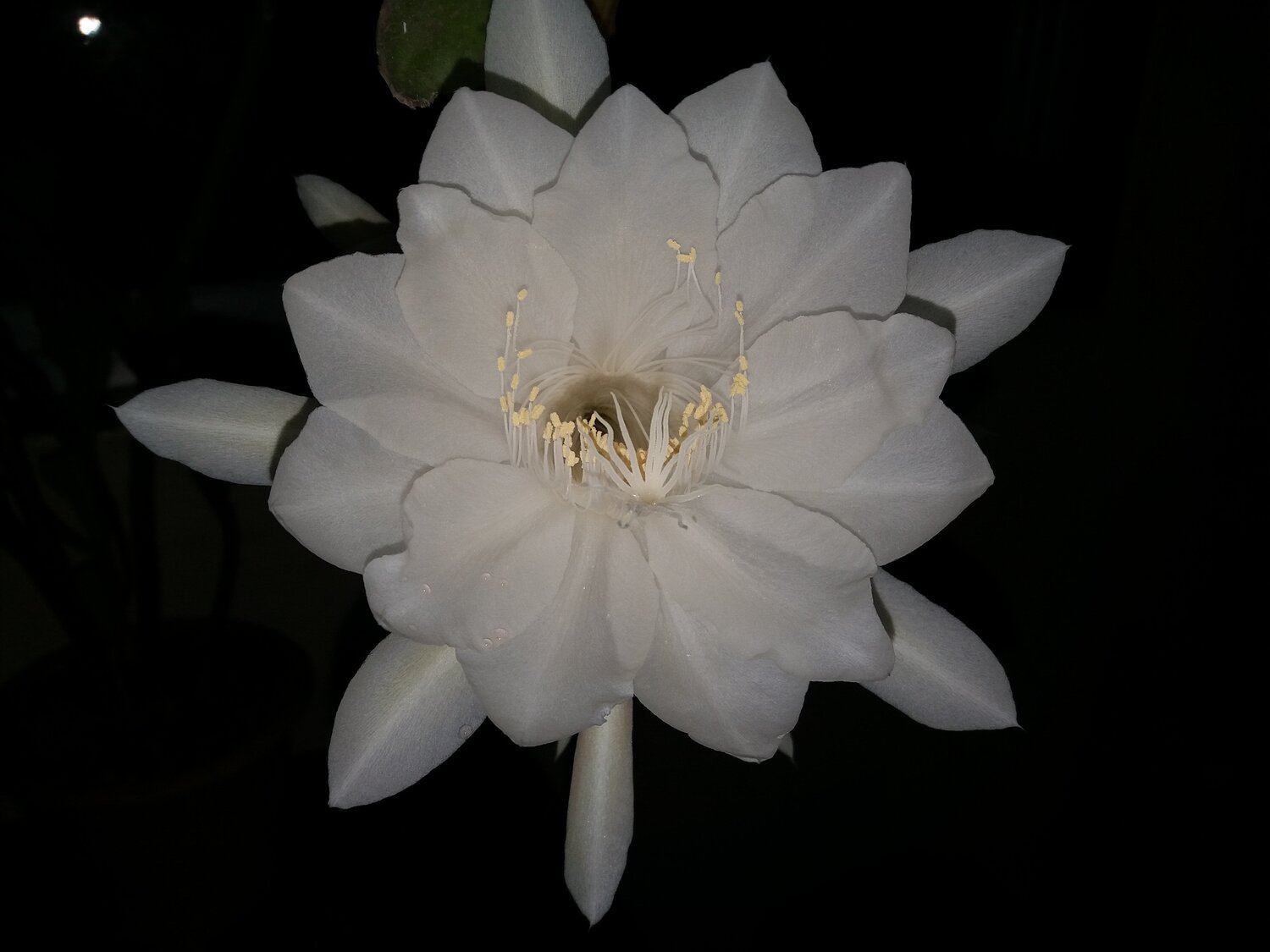 Brahma kamal