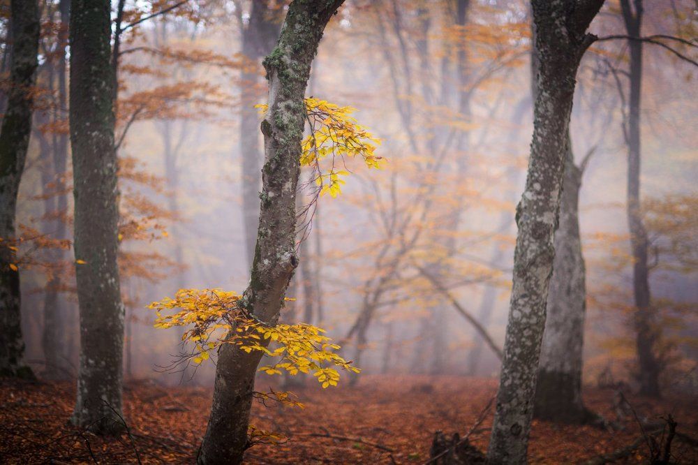 Photograph by Станислав Савицкий