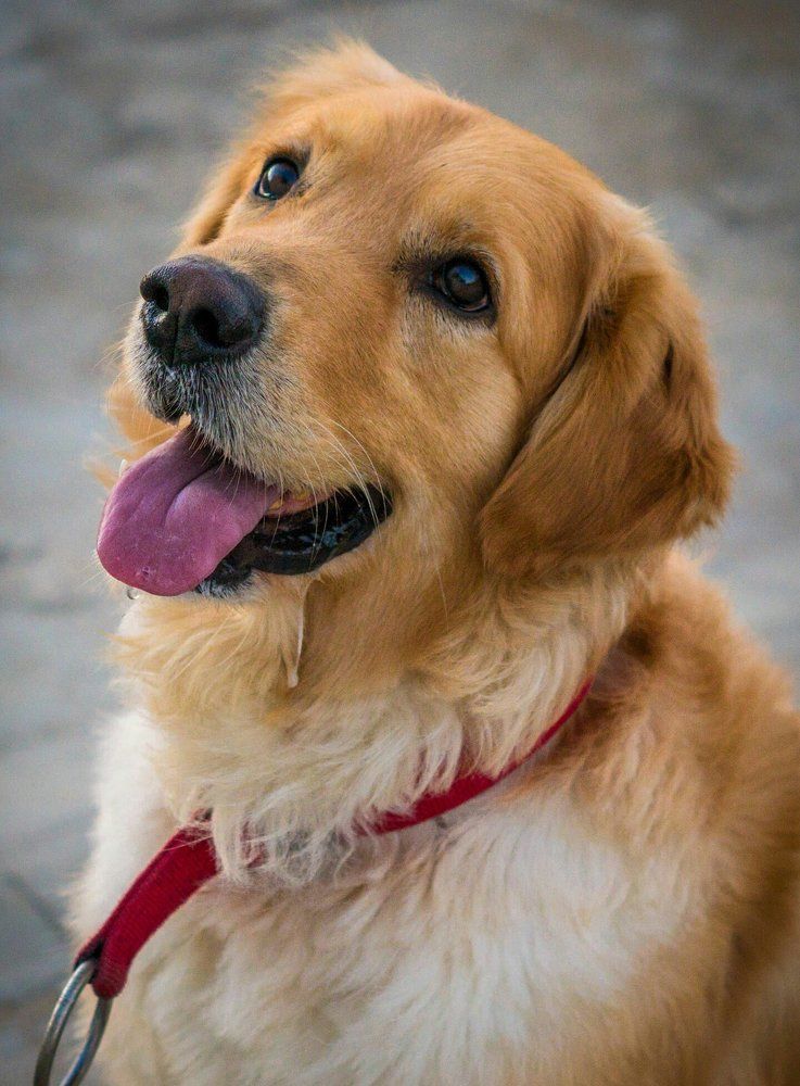 A man's best friend.