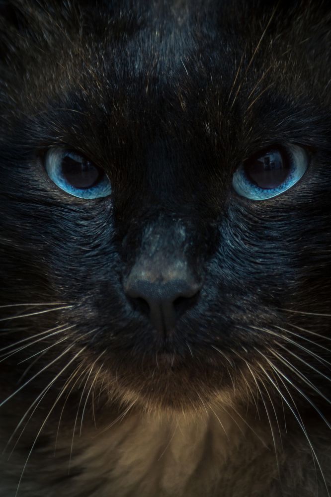 Мистический тайский кот