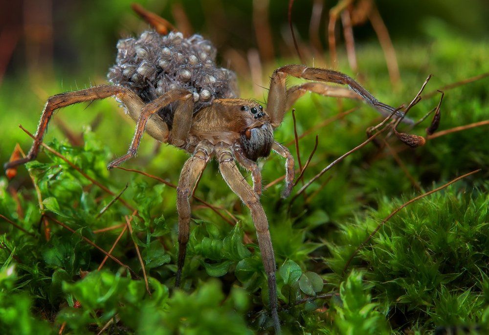 Мобильные ясли