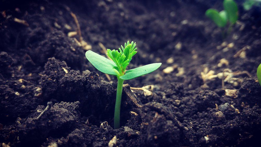 A new life