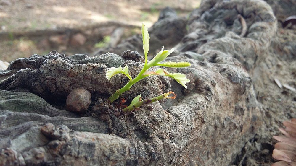 Bud
