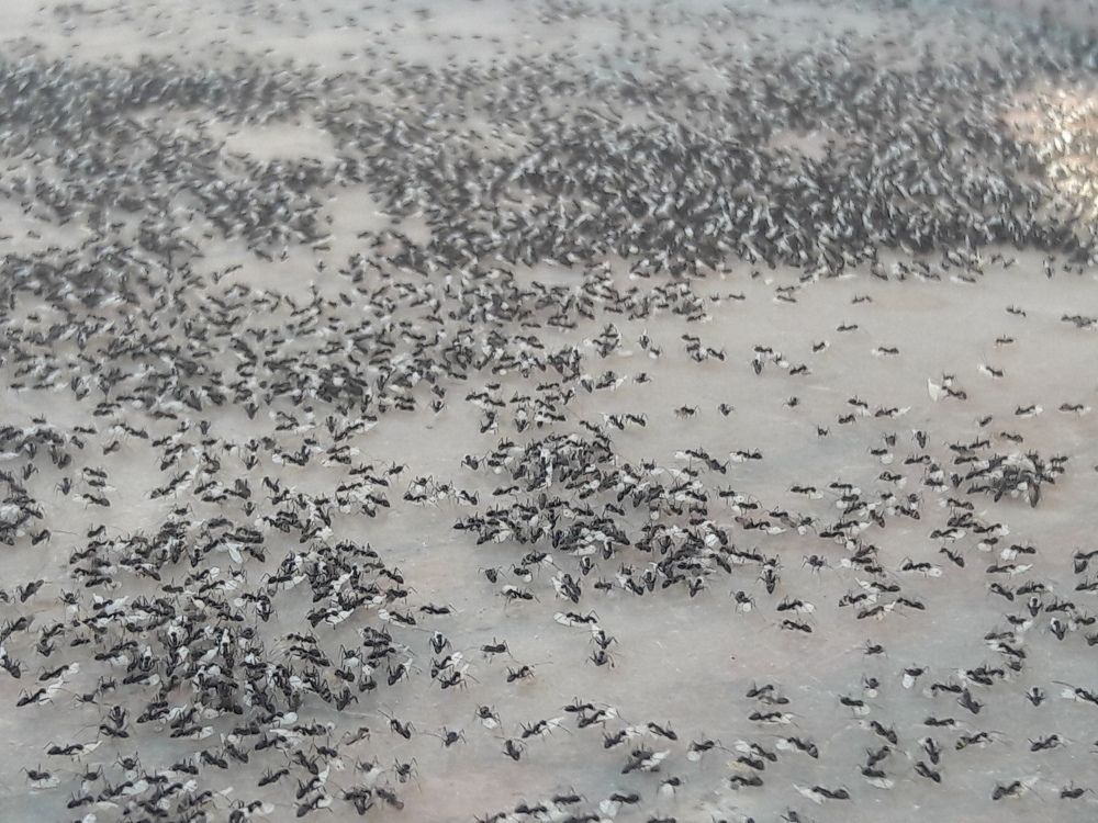 ant' lunch time...