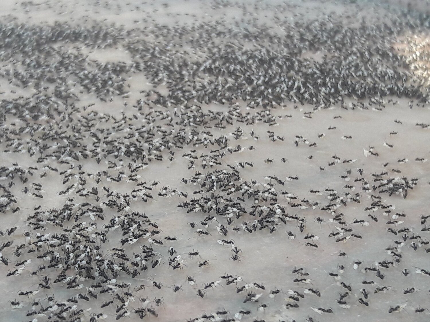 ant' lunch time...