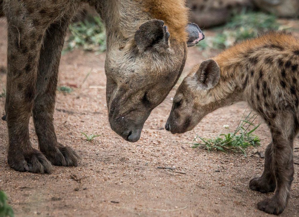 Mother and baby Spotted hyena in the Kruger National Park