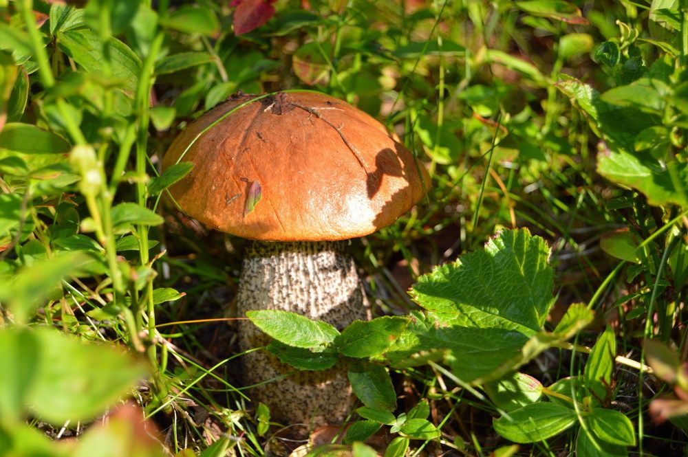 Подосиновик