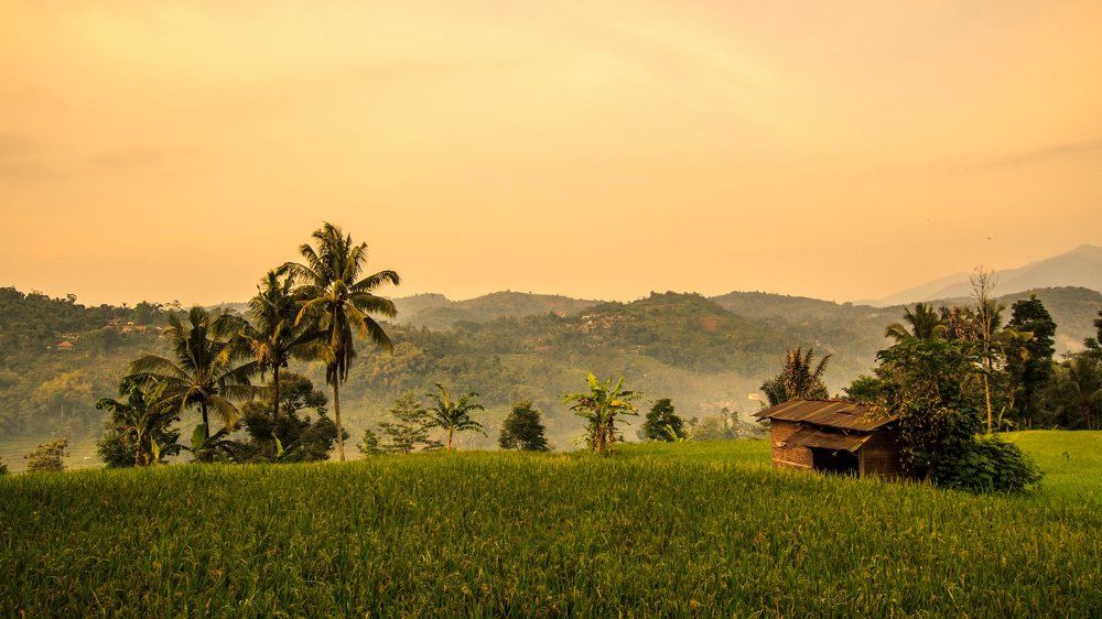 rice field in the morning