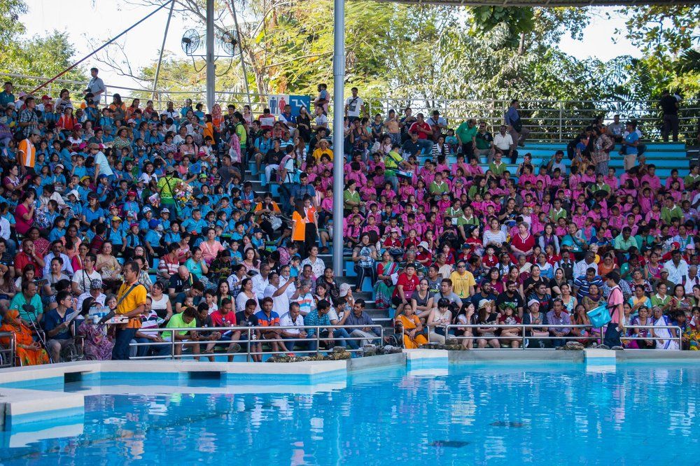 Watching Dolphins Show