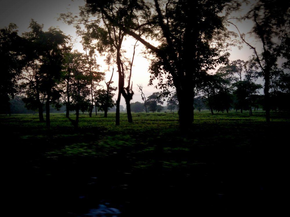 Tea estates