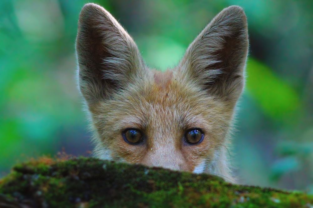 Нежданный гость на птичьем водопое.Лисенок.