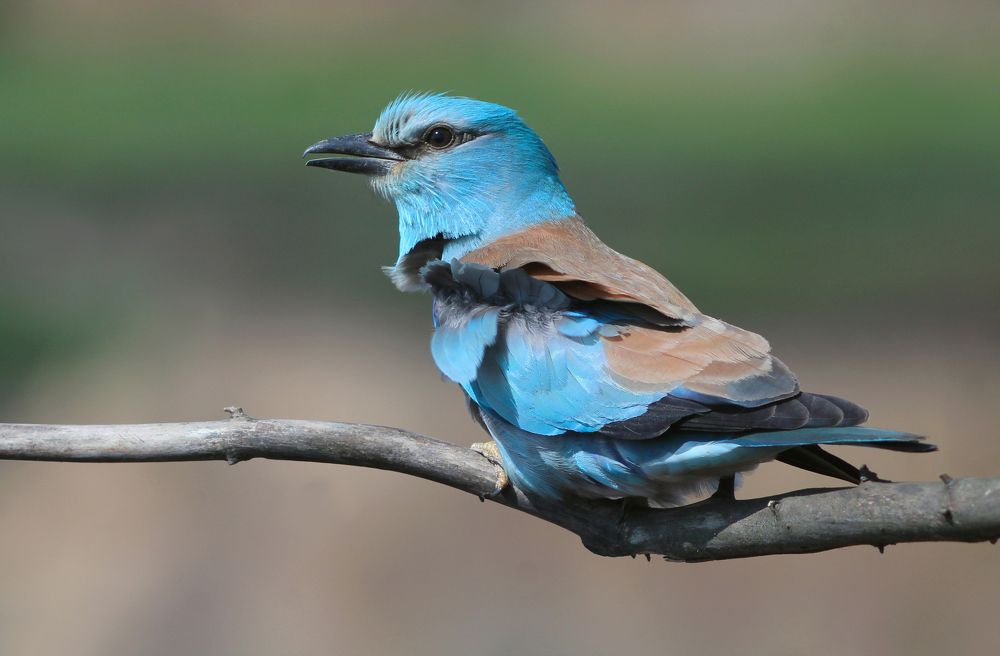 Сизоворонка.