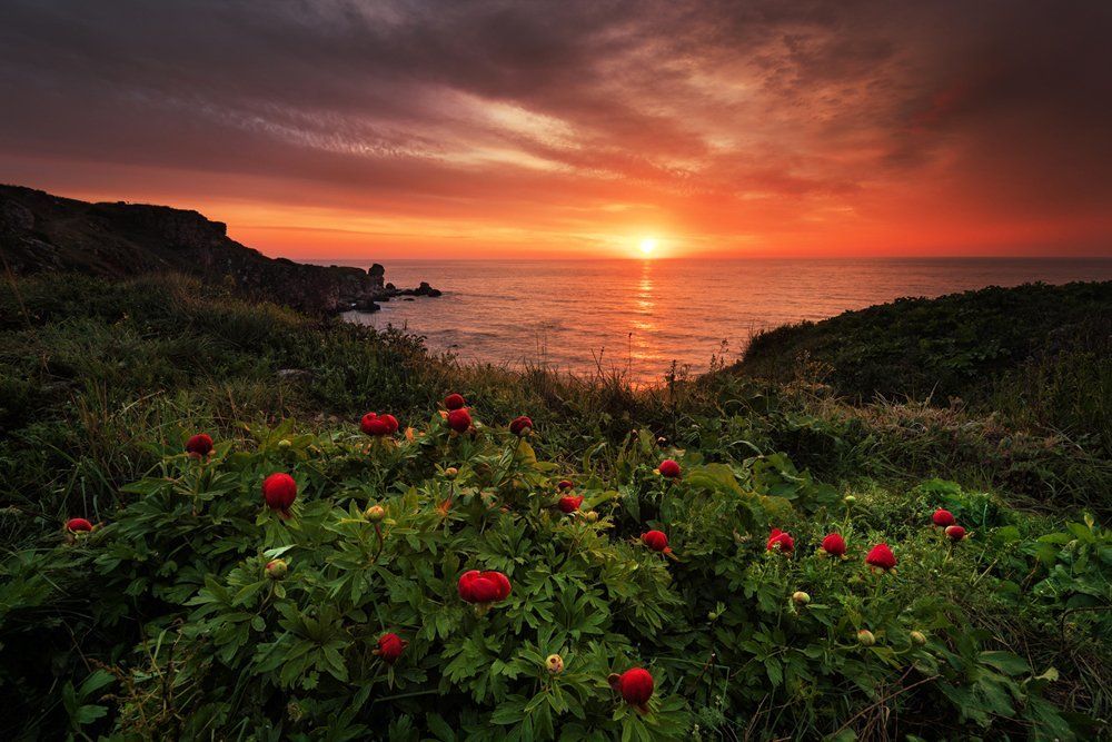 Дикие пионы на рассвете