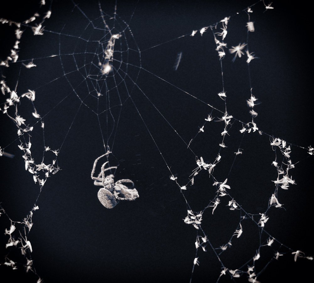 Ночной охотник