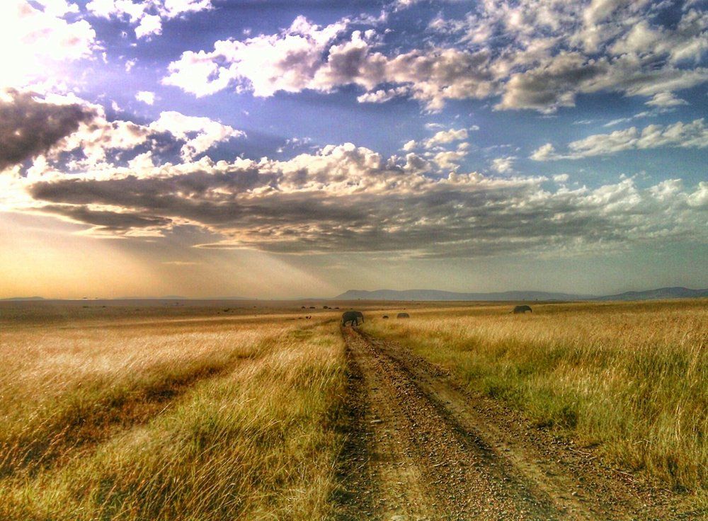 Wildlife Landscape of Masai Mara Kenya