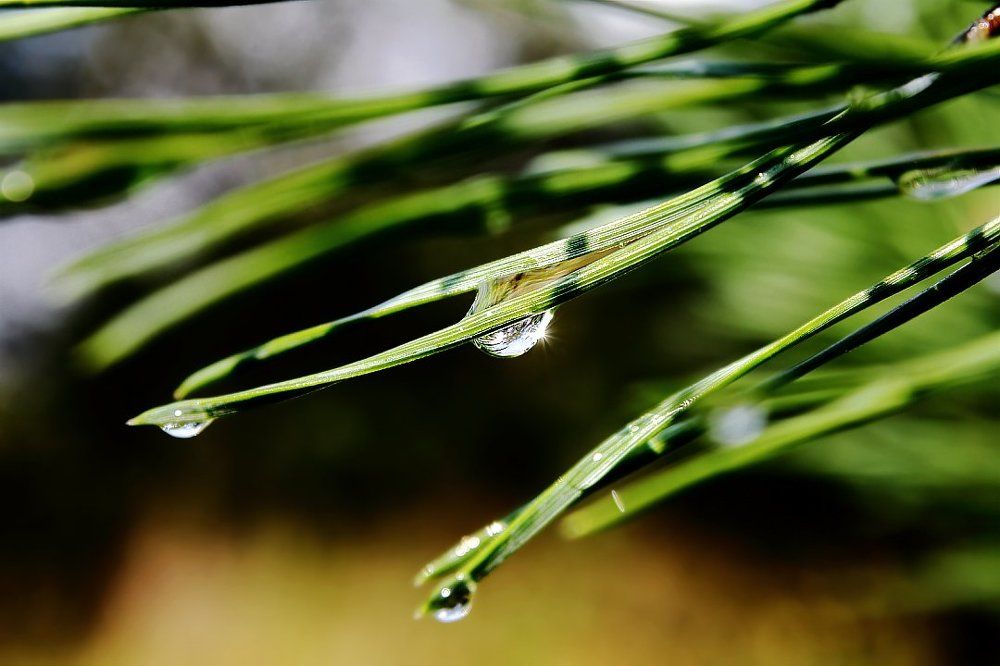 Посде дождичка в четверг...