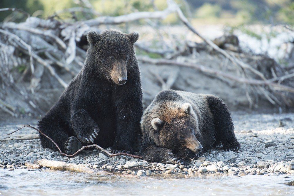 Мать и дитя. Чадо, правда, совсем подросшее...