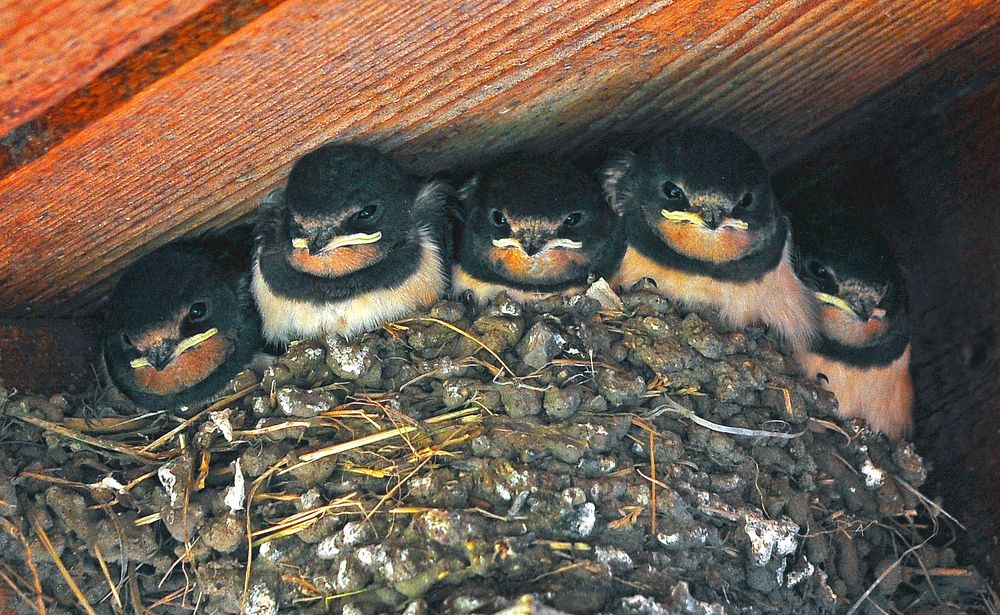 Желторотые соседи