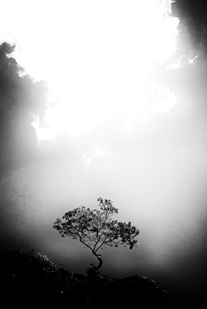 Стремление к свету