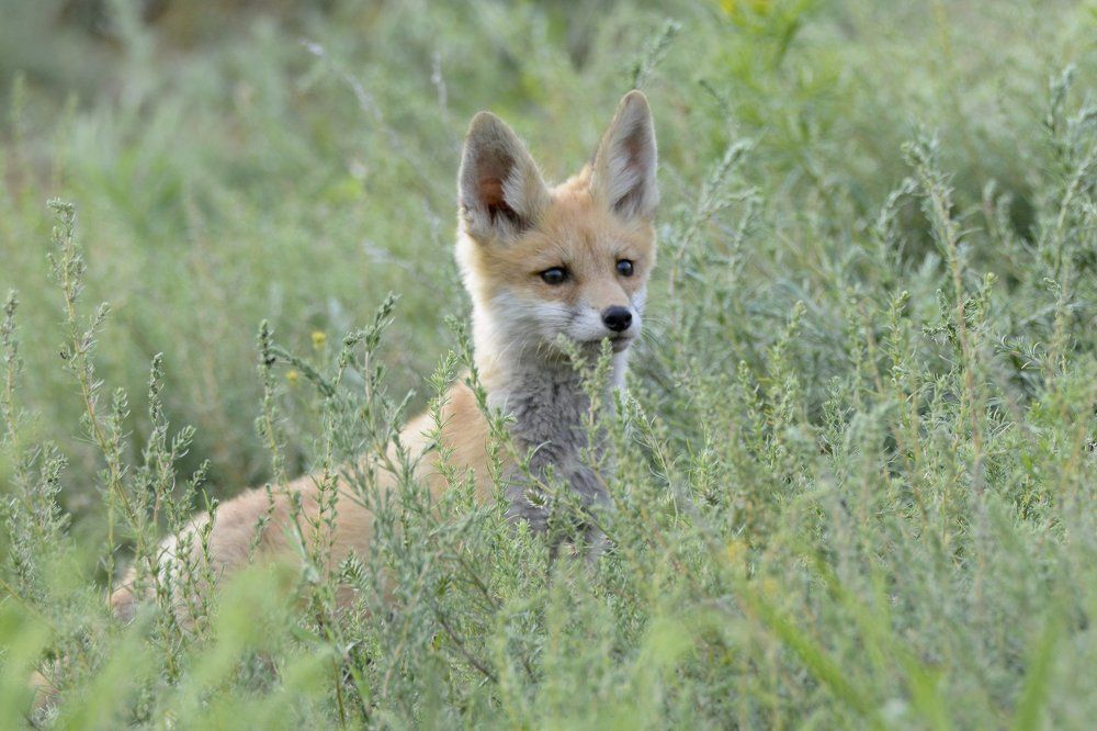 В высокой траве