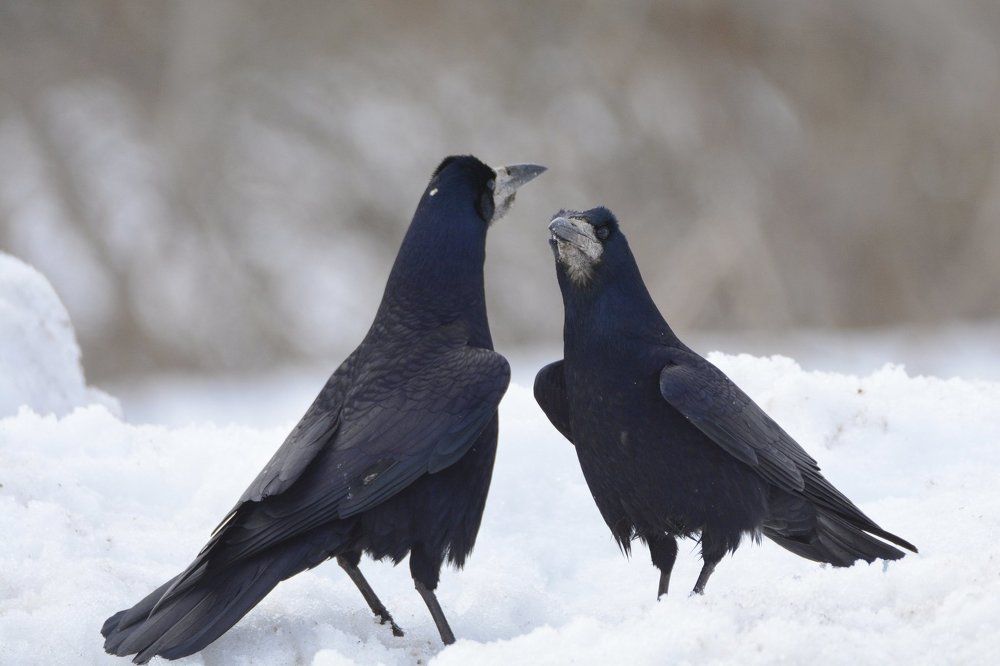 Выяснение отношений