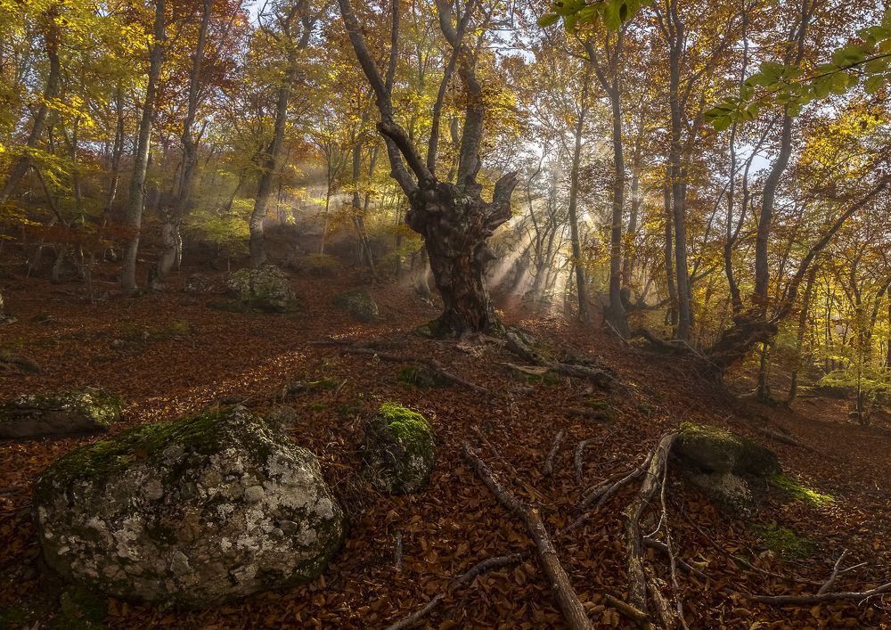 Сказка букового леса.