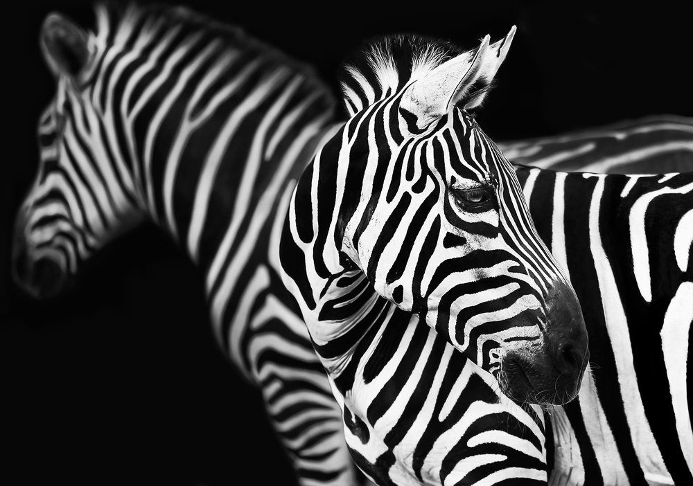 Полосатая жизнь