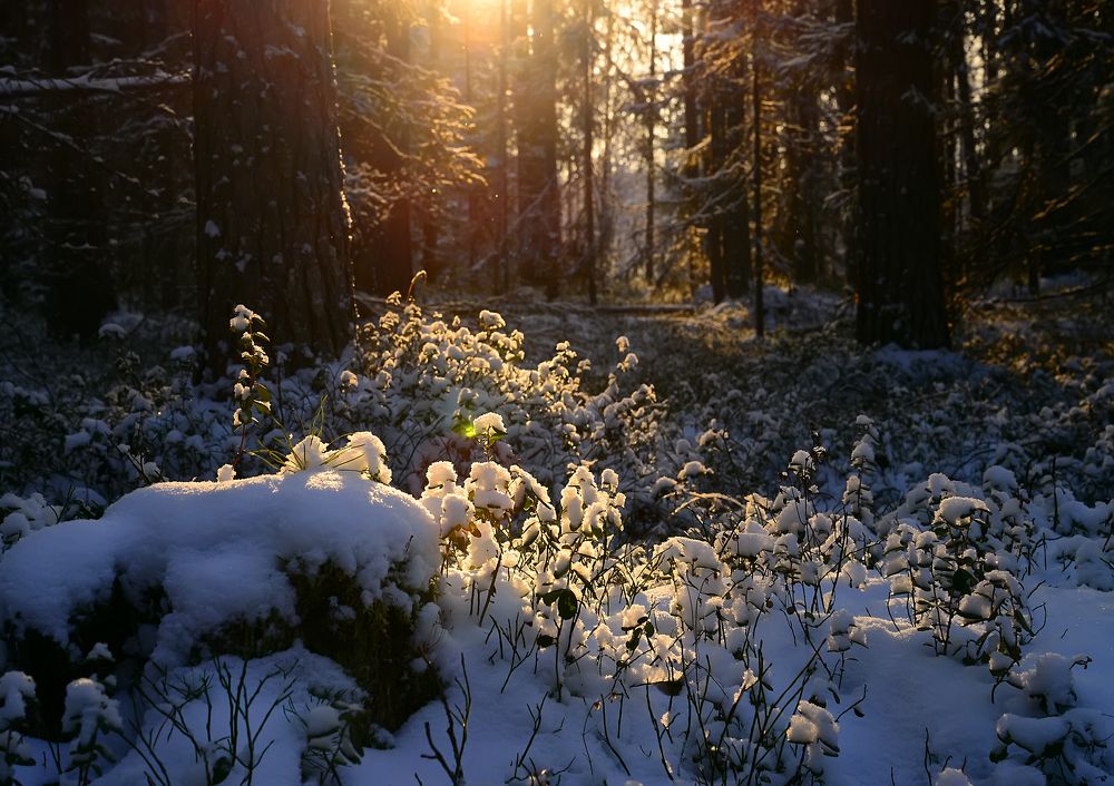 Ноябрь в лесу