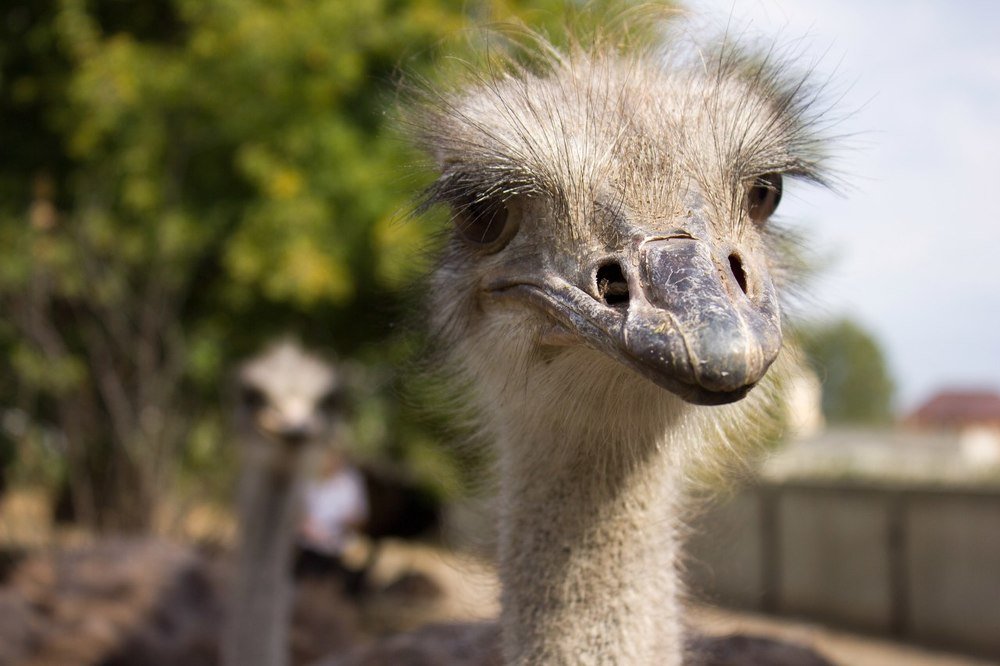 ostrich