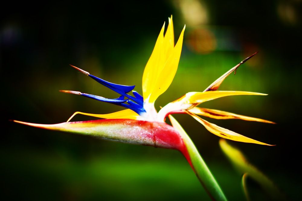 «Райская птица»