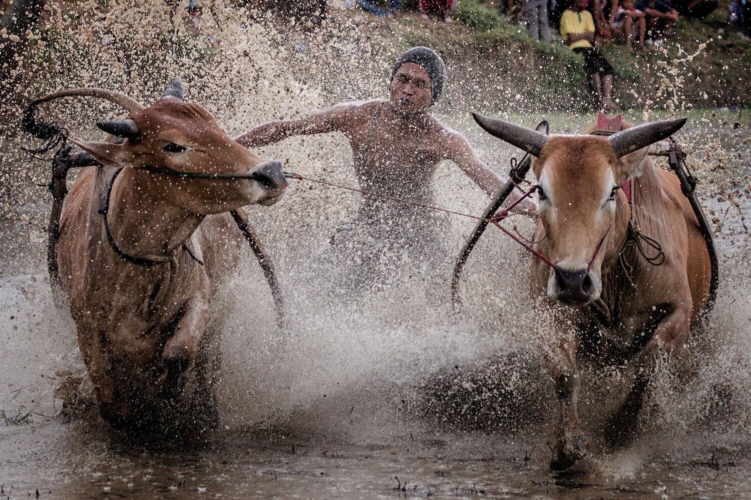 racing cow