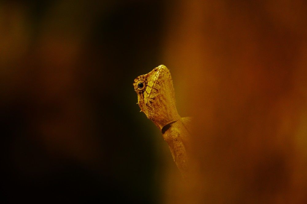 511.2 km away from Home