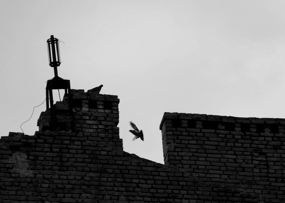 Крыши города. Голуби.