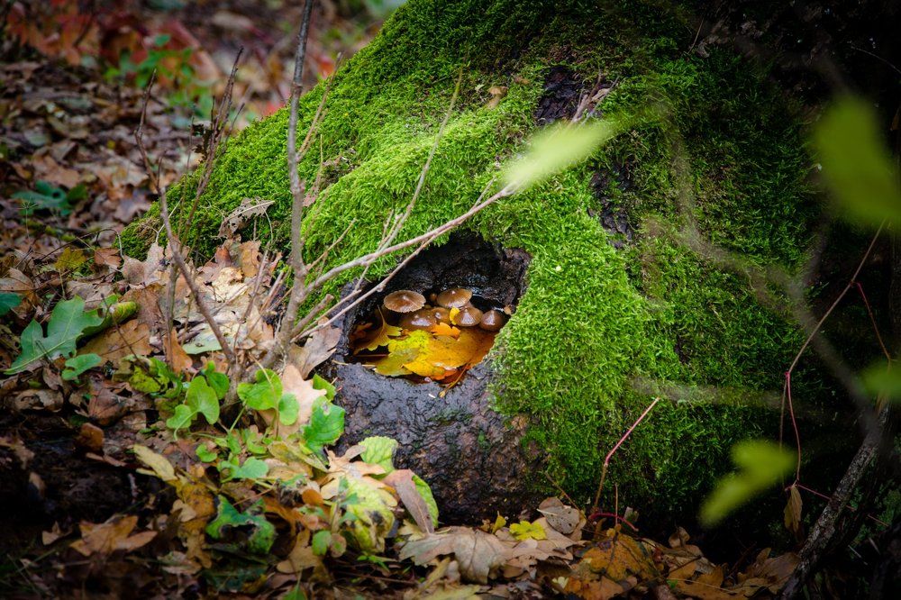 Уют природы