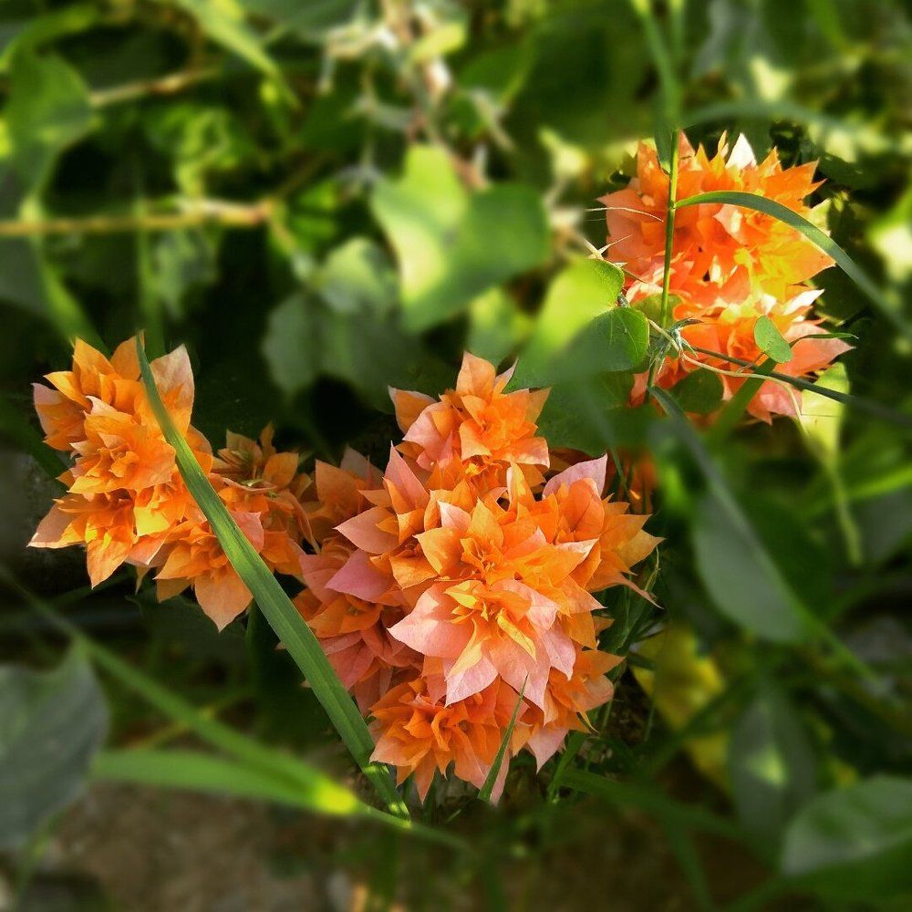 Random click