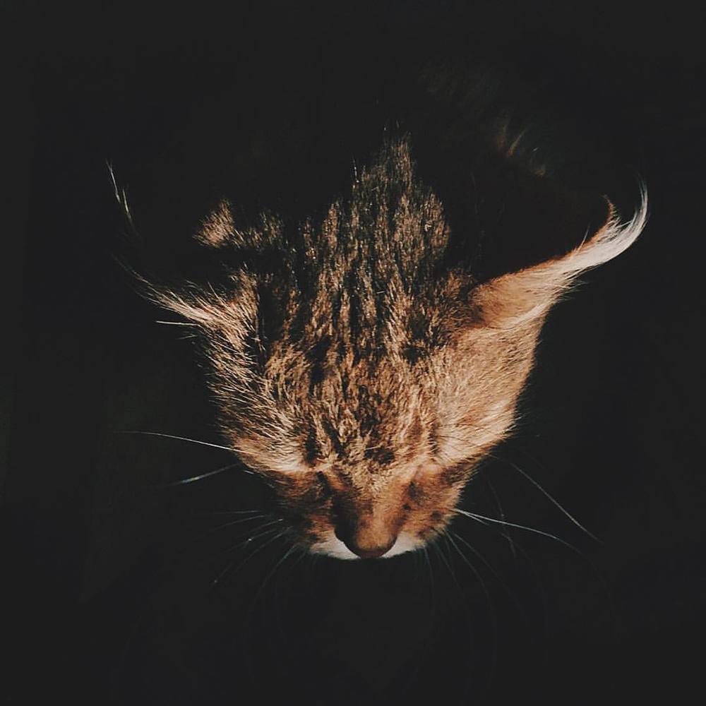 солнечный кот