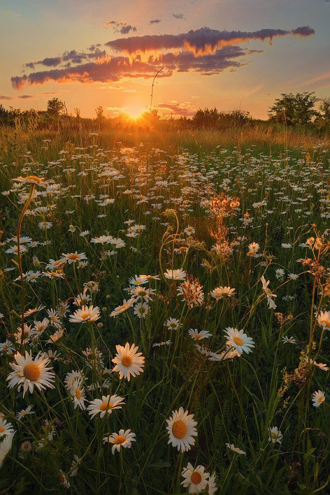 Летние цветы